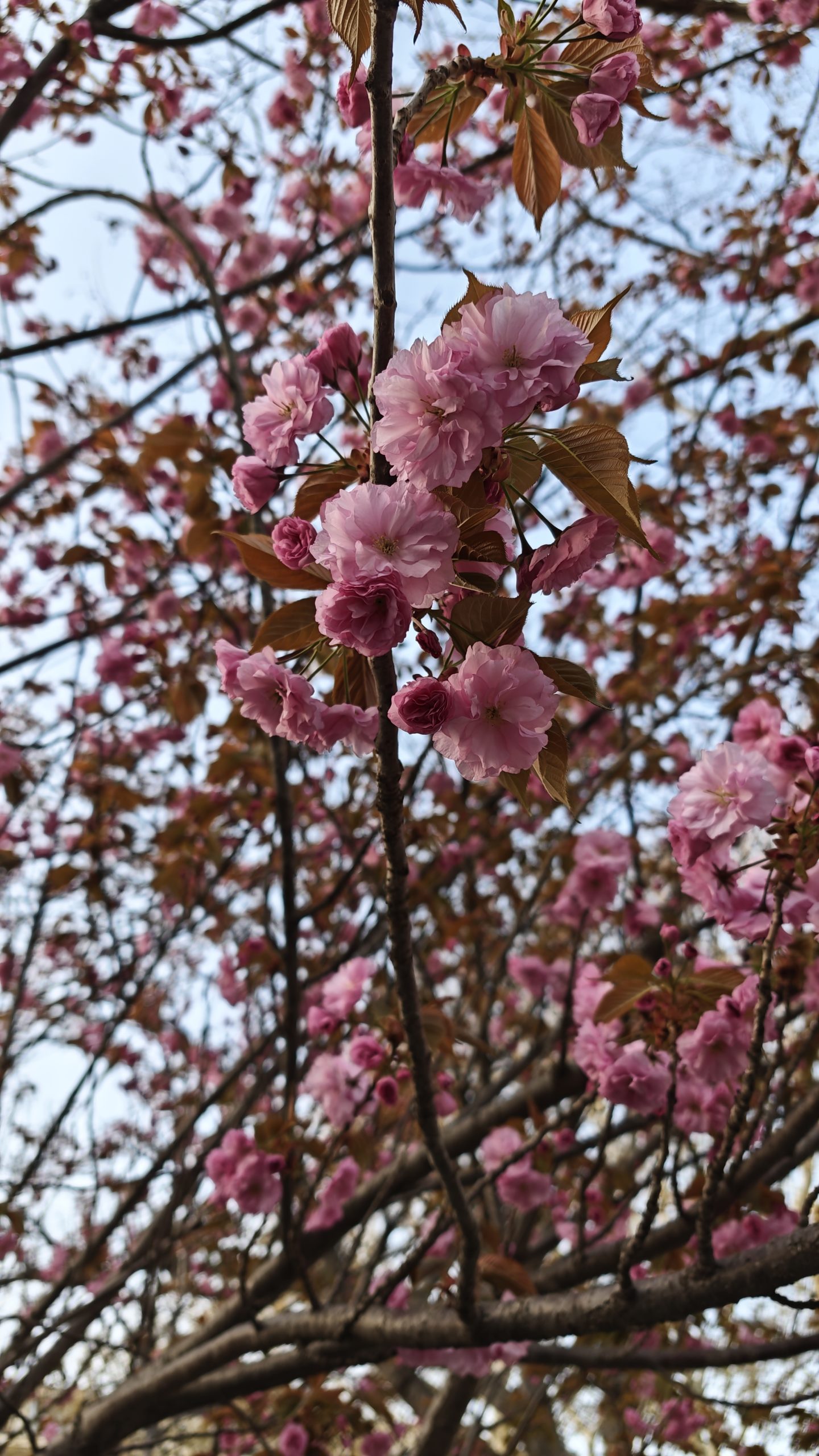 每日相片 2025-04-23