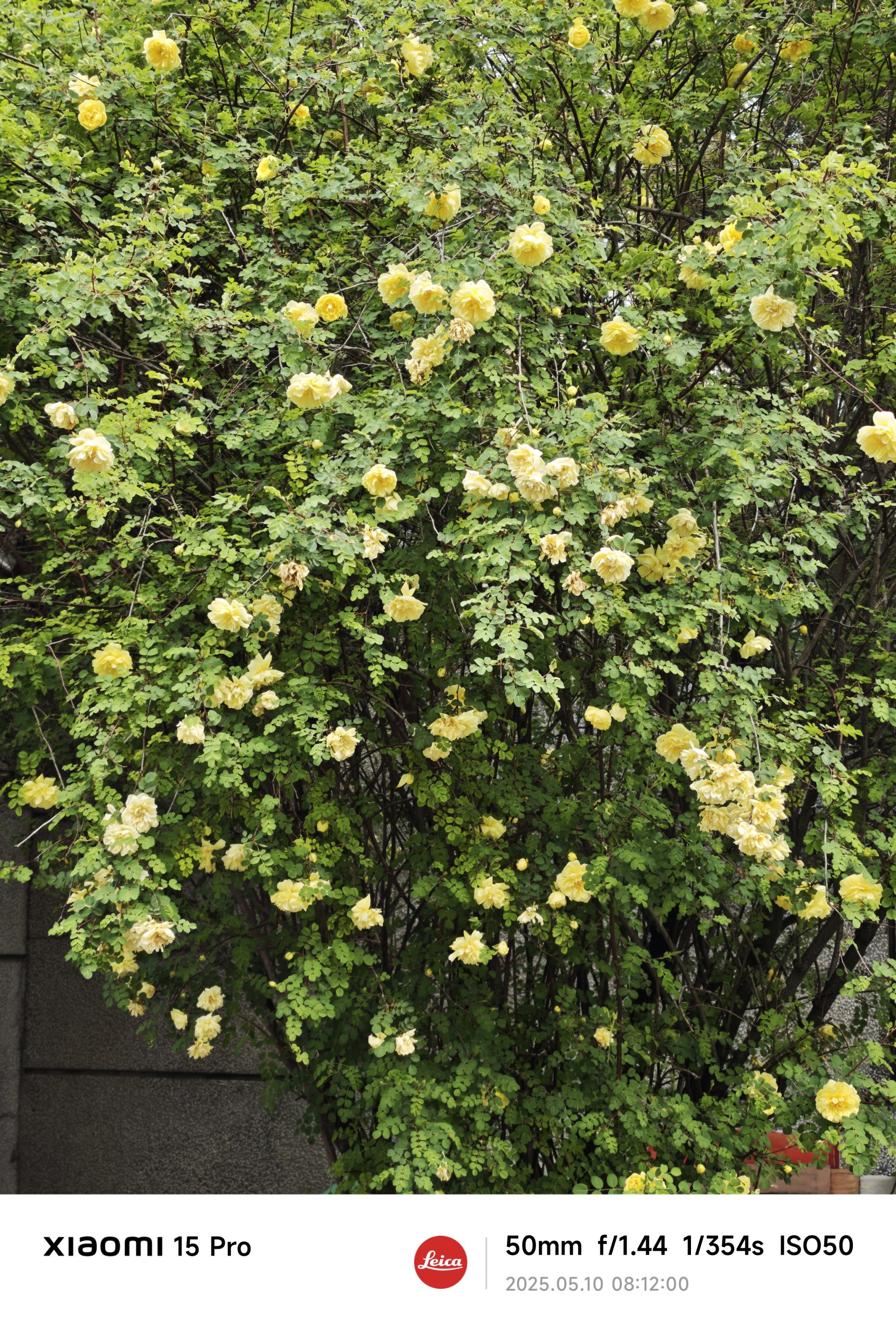 每日相片 2025-05-10