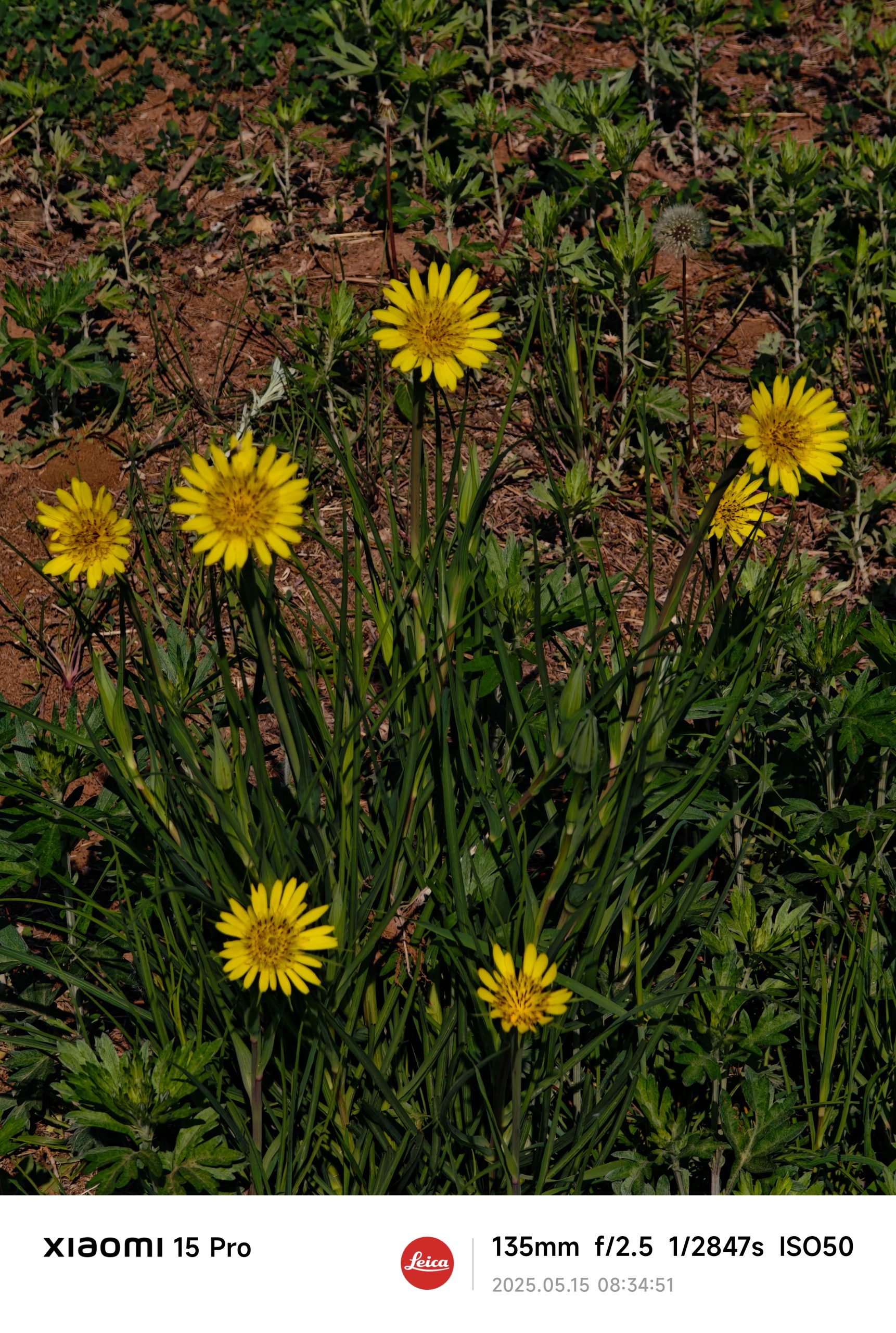 每日相片 2025-05-15