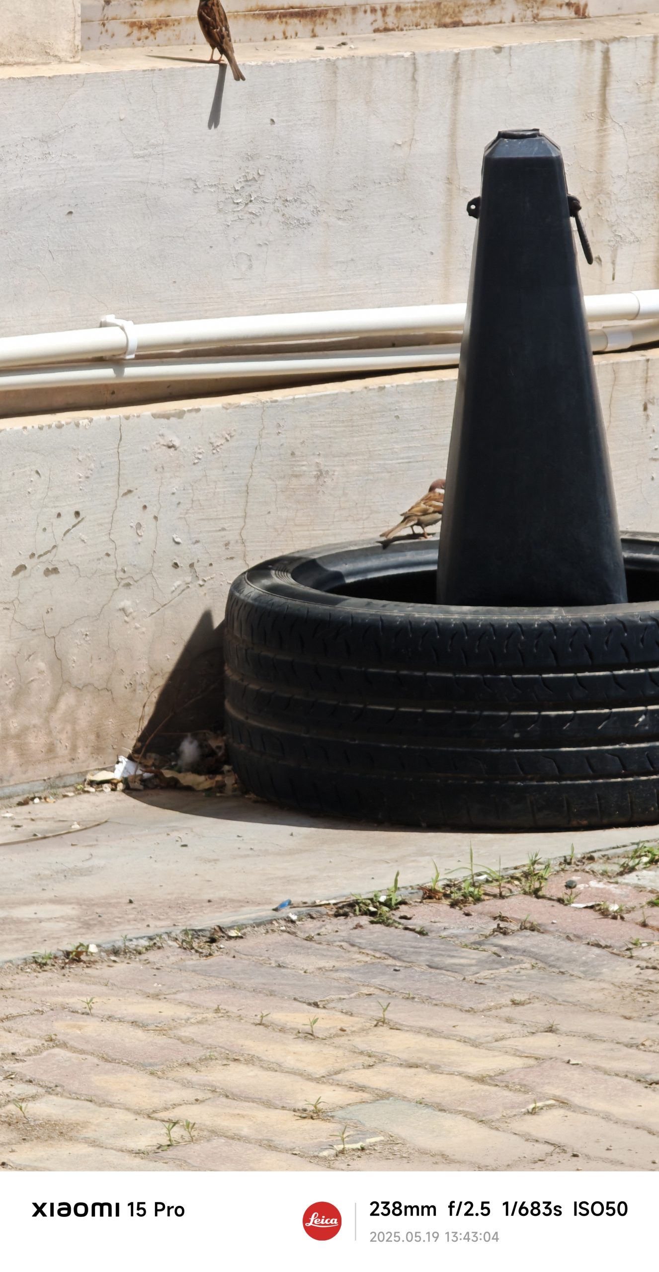 每日相片 2025-05-19