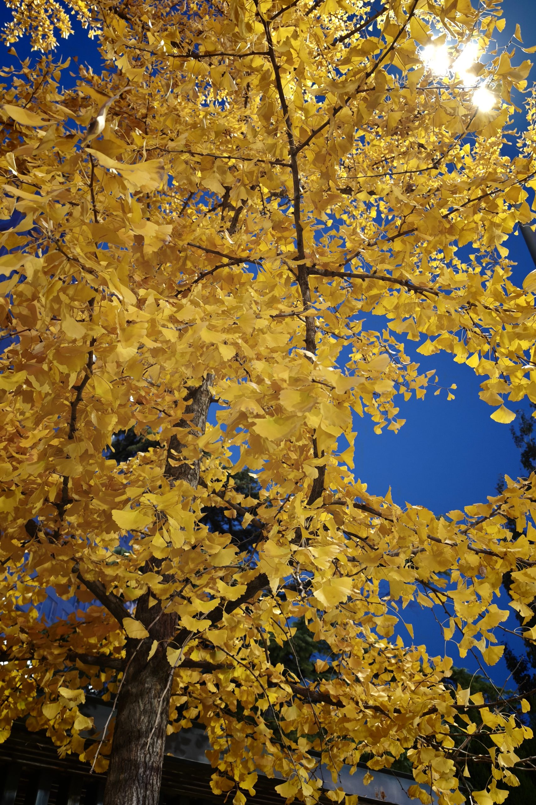 每日相片 2025-11-10